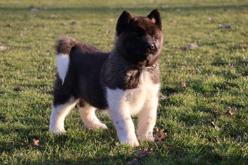 Femela akita american