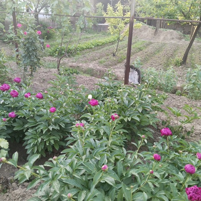 Пиен гуллари,светы