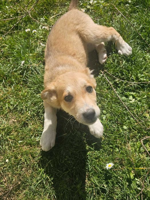 Cateluse spre adoptie