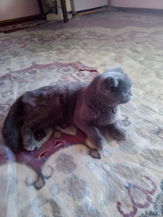 Mushuk sotiladi qiz bola