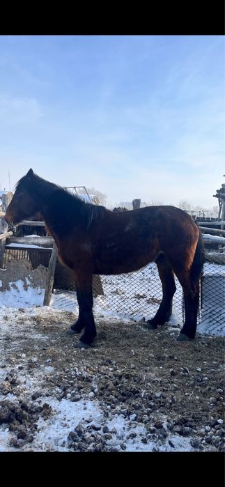 В продаже жеребец !