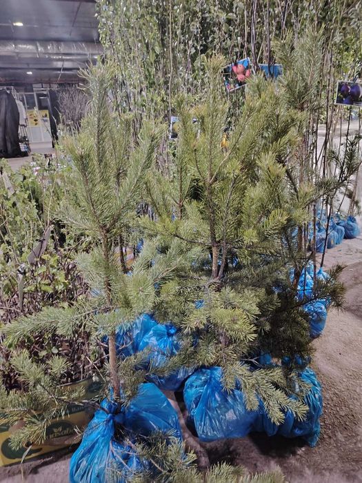 сад и огород саханцы