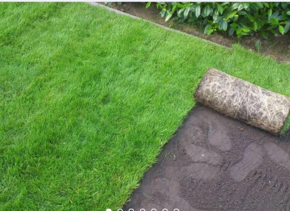 Посевной и рулонный газон