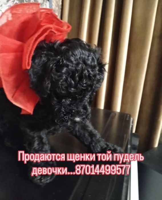 Щенок той пуделя