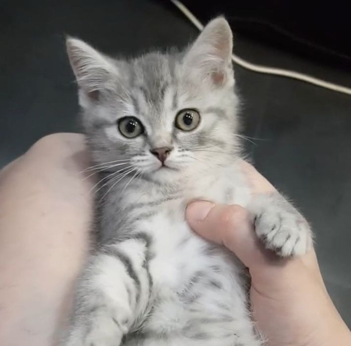 Серые котятки все девочки, 1.5мес