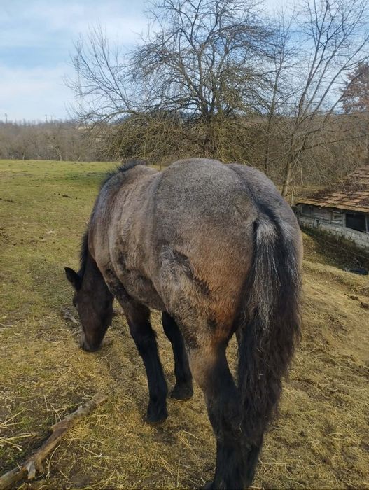 Vând mânji frumosi