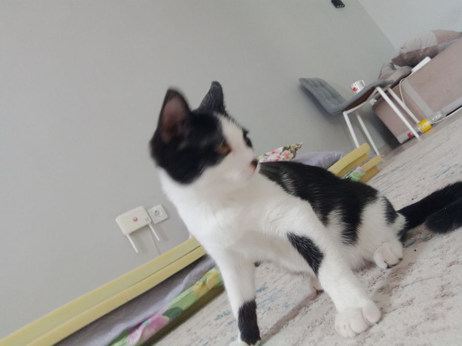 Катёнок с ладком и наполнителем