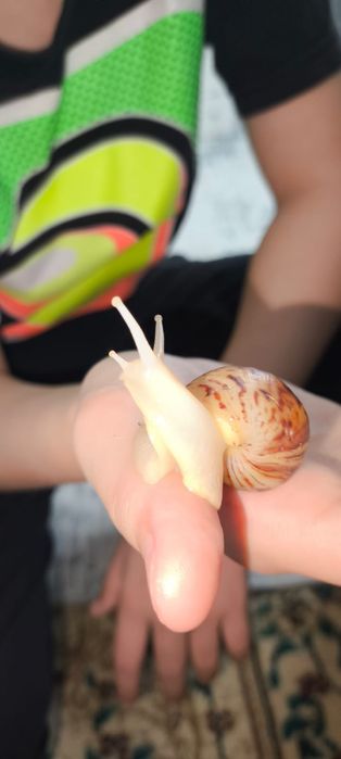 Сухопутные улитки