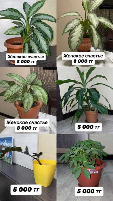 фикус бенджамина ,замиокулькас (долларовое дерево)