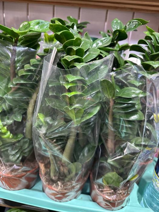 Замиокулькас  доларровое дерево