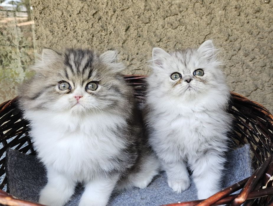 Персийски котенца