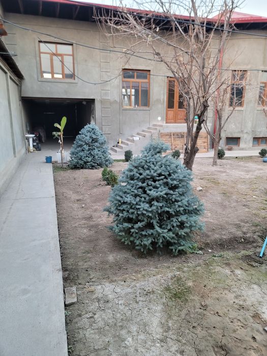 Голубая ЕлкатБельгия