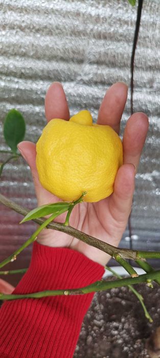 Цитрусови растения