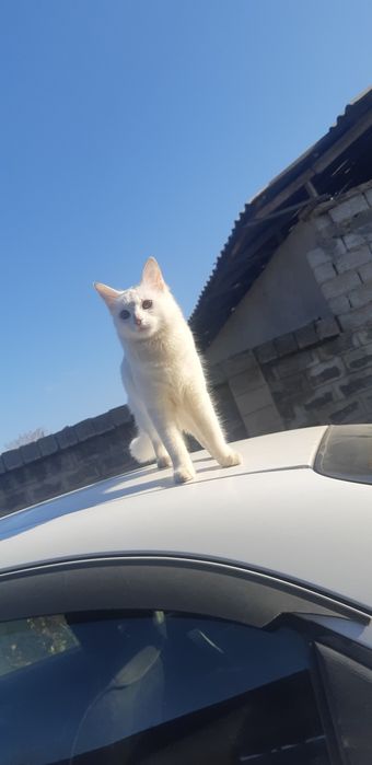 потерялся кошка в округе красногорского