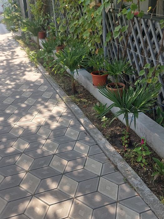 Palmieri rezistenti la frig