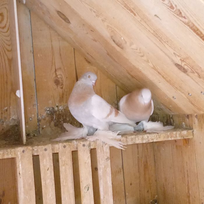 На продаже домашние голуби.