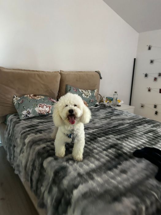 Pet Sitting/Dog Boarding