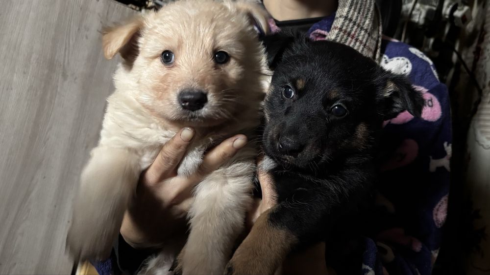 Отдам щенят в добрые руки