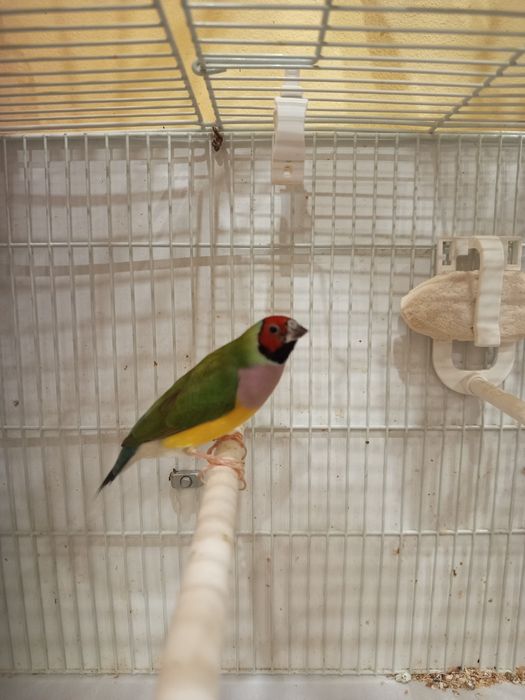 Vând Gould Amandine