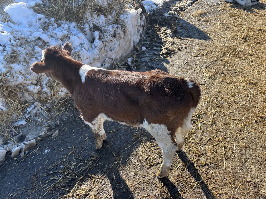 Vitei si vitele sugari