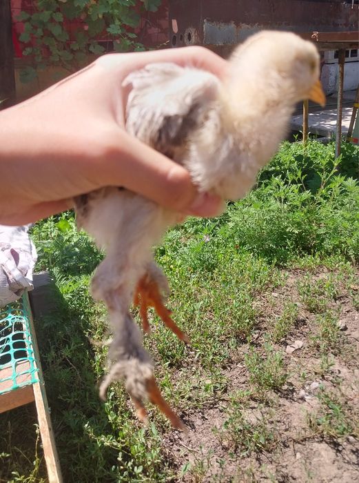 Продам цеплят брама