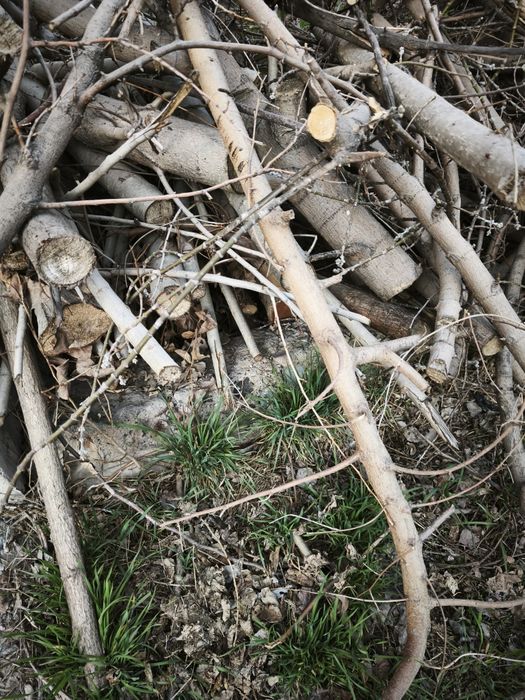 Бесплатно. Отдам дрова. Самовывоз.