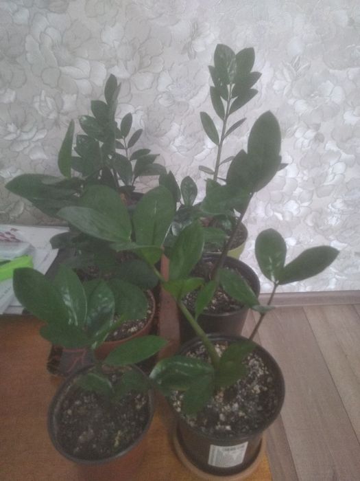 Продам Замиокулькас