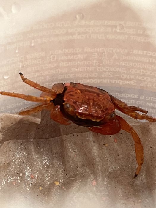 Декоративная краб