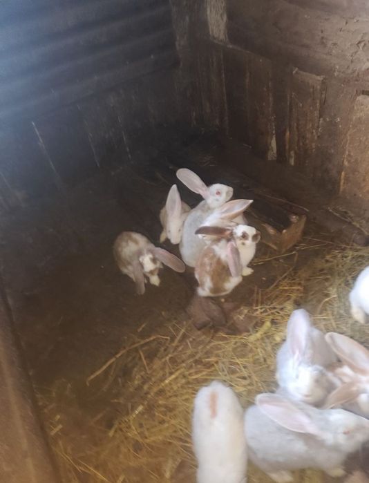 Vând iepurași și o iepuroaica