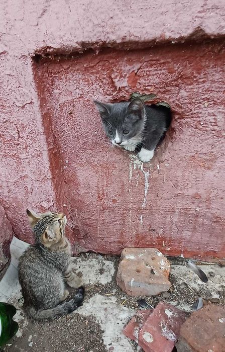 Подкинули котят. Нужен дом! Срочно!