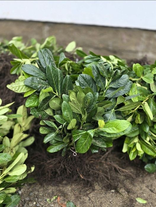 Laur Englezesc 40-50cm Novita Ramificat