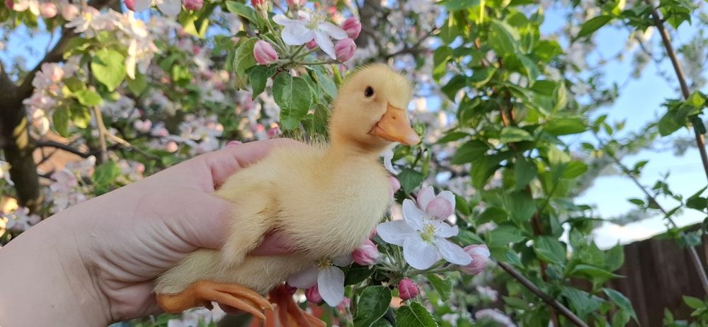 Boboci de rata , 15 lei bucata