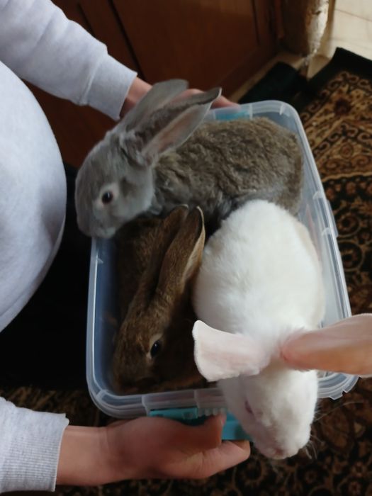 Продаются кролики