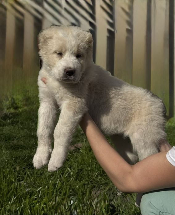 Щенки Алабая девочки