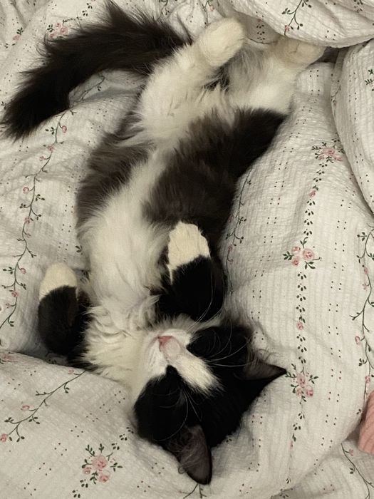 Котенок ищет дом