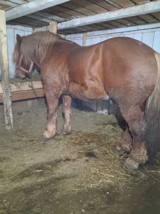 Vând  cal  in varsta de 6 ani