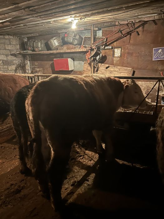 Откорм бычки 6 голов