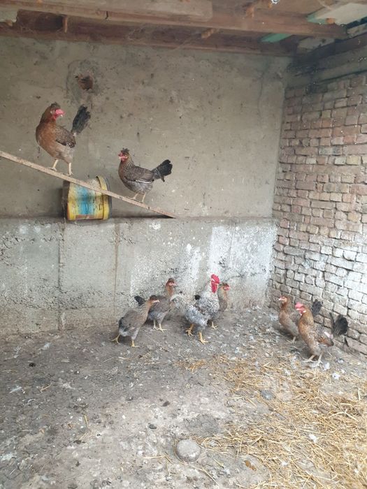 Разплодни яйца  от легбар крем и пекински патици,