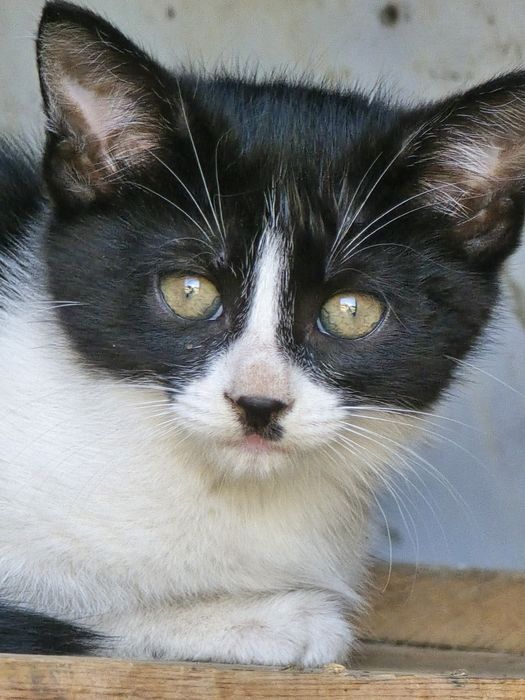 Подарявам Малки котенца