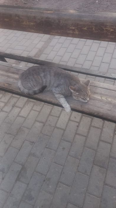 Ищем дом для котенка, 3 месяца