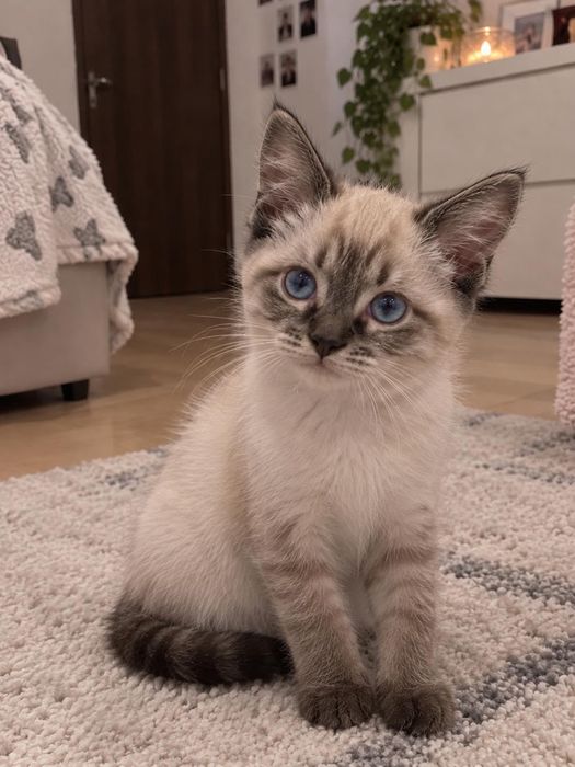 Ragdoll lin point  fetița pufoasa 900 lei