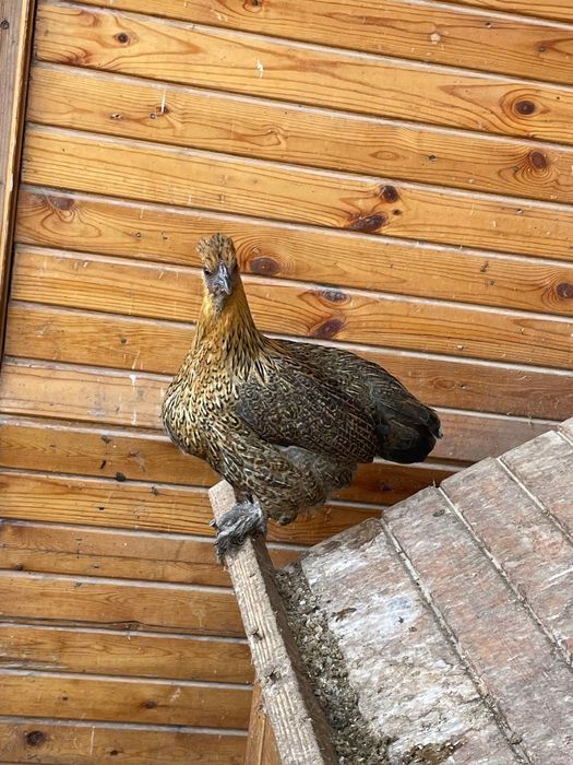 Пара карликовых кур