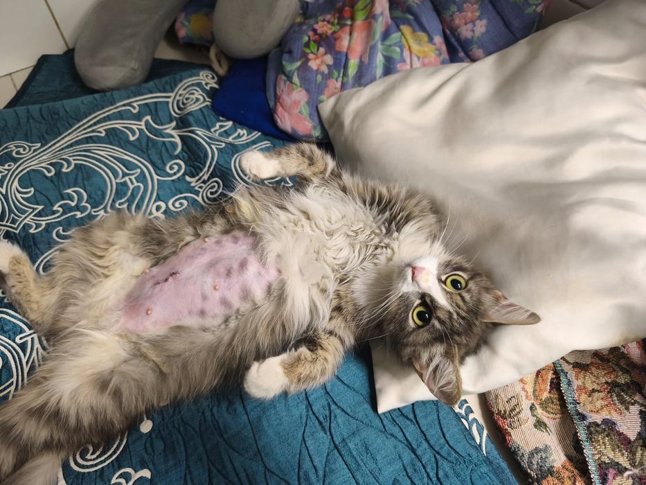 Кошечка ищет любящую семью