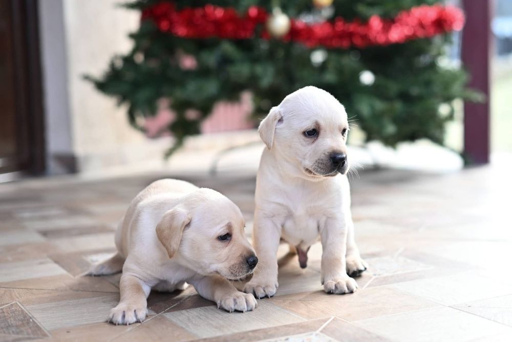 Labrador retriever  !