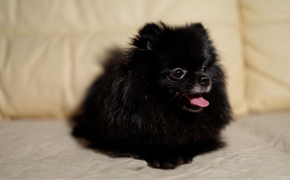 Девочка немецкого шпица