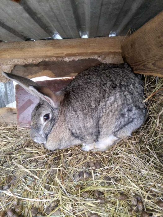 Кролики/не дорогой