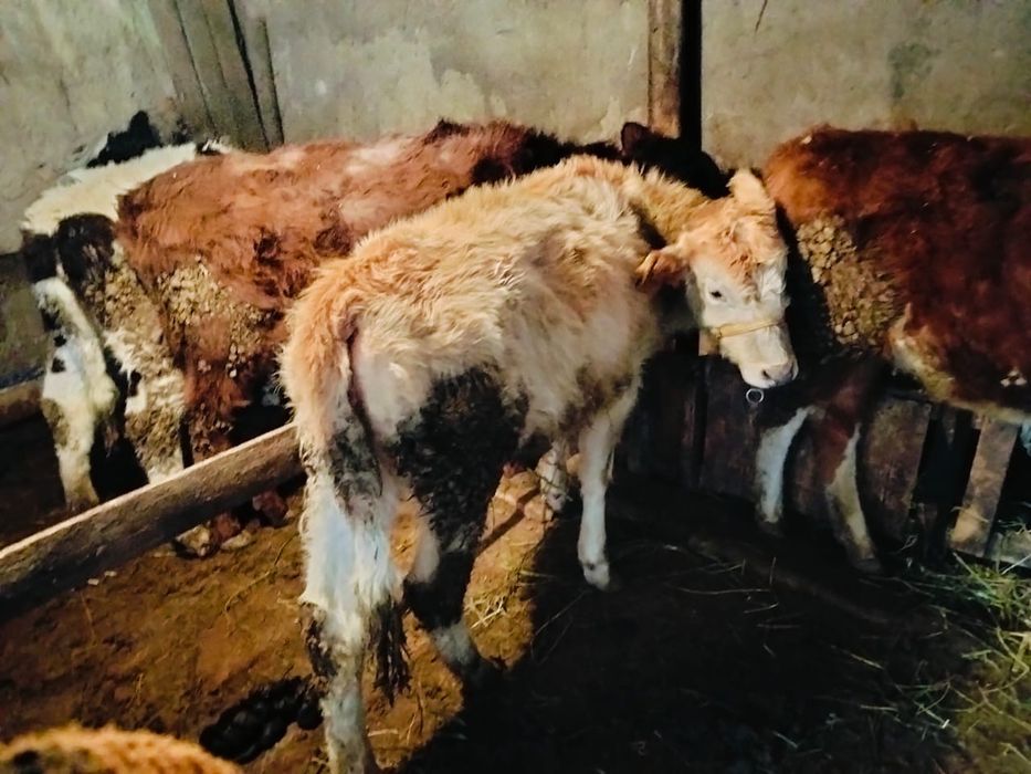 Телята тёлки продам