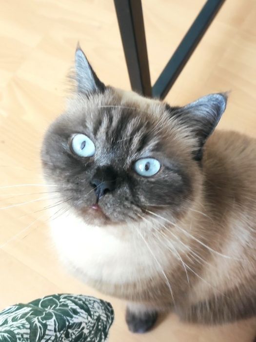 Шотландская девочка с документами  WCF