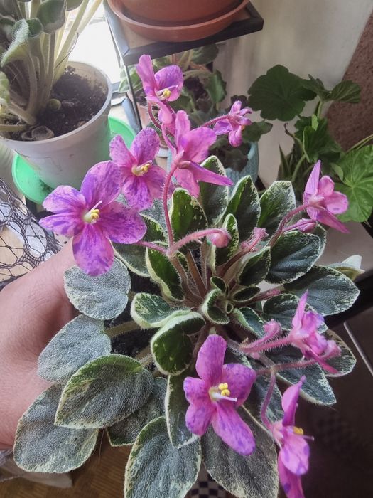 Продам фиалки мини, полумини, женское счастье