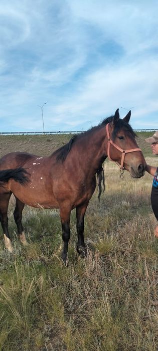 Продам Лошадь верховая